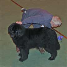 Northern Newfoundland Club Championship Show 2006
